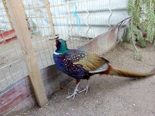 Молодняк фазанов для выпуска в природу