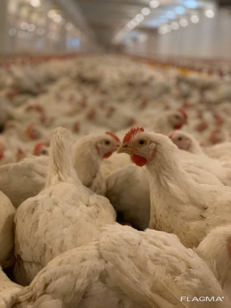 Курчата бройлера 1 кг Ross 308 (підрощений)