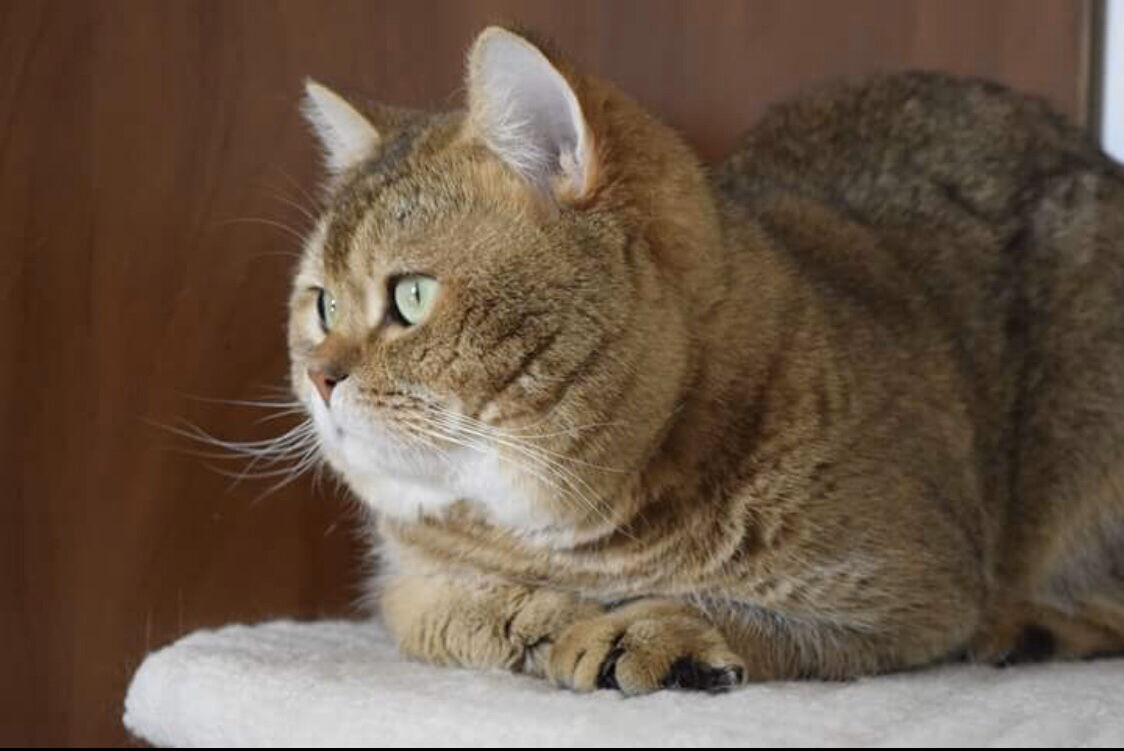 Котик с документами и титулами