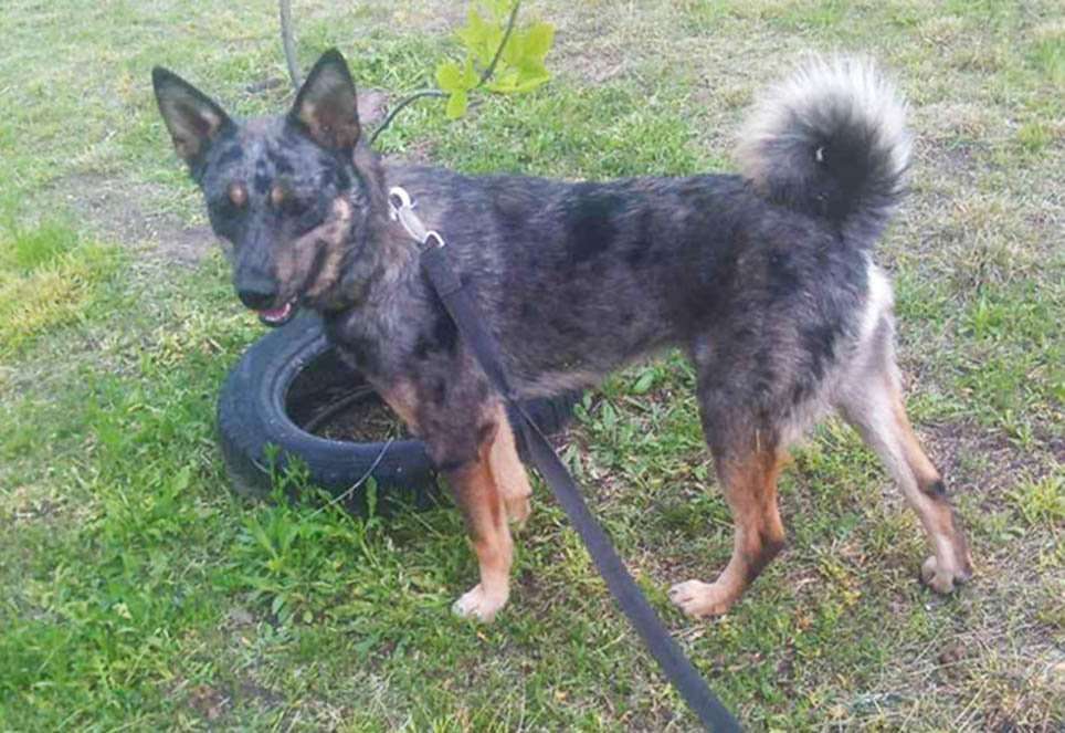 Молодой песик необычного окраса, 9 мес. Очень ждет добрых Хозяев!