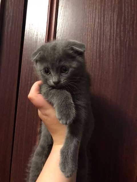 Шотландський висловухий кіт