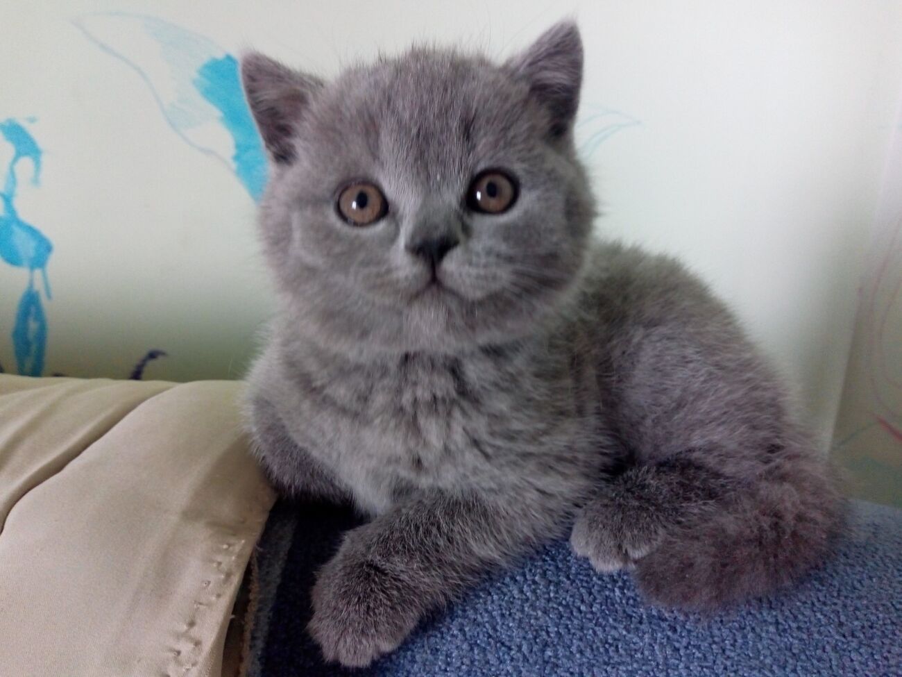 Кішечка шотландська страйт чистопородна для розведення.