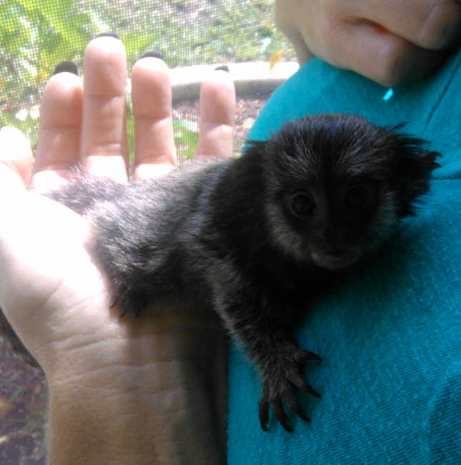 Мартышки-обезьяны уже доступны