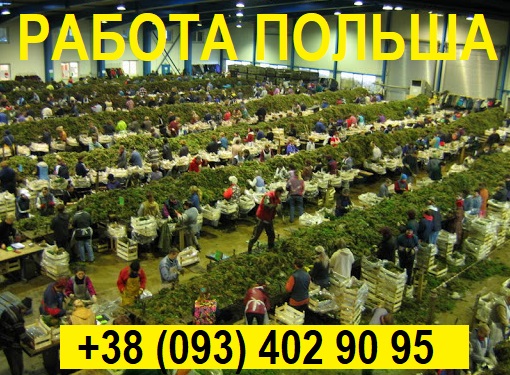✅  РАБОТА в Польше || Сортировка Cаженцев Клубники || Заезд от 15.09.2020