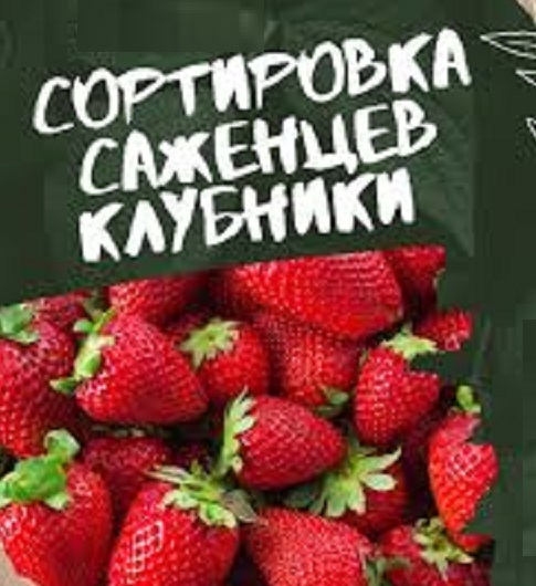 РАБОТА в ПОЛЬШЕ. Сортировка саженцев КЛУБНИКИ