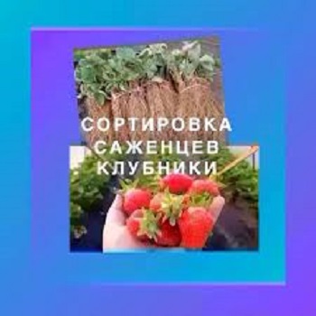 ✅  РАБОТА в Польше || Сортировка Cаженцев Клубники || Заедз уже начался!