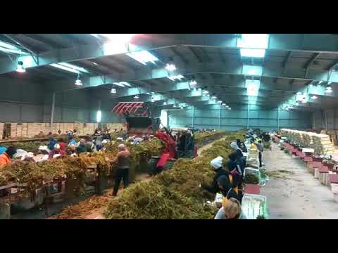 Робота в Польщі. Сортування полуниці