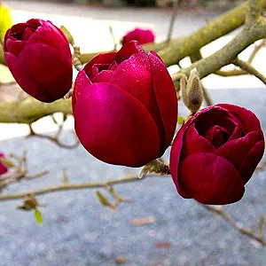 Magnolia Black Tulip, Магнолия Блэк Тюлип морозостойкая гибрид