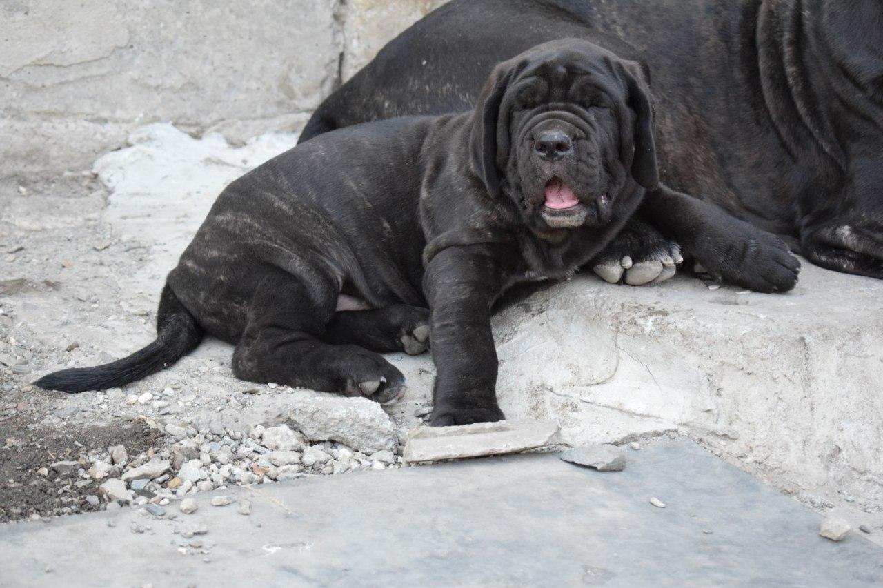 puppies -Mastino Napolitano