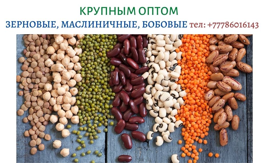 Экспорт с Казахстана зерновых, масличных и бобовых, тел. +77786016143