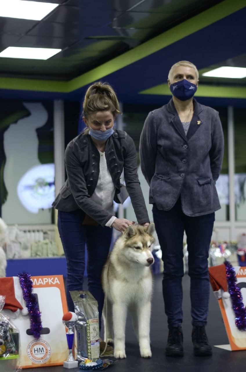 Продаются подрощенные щенки Сибирский Хаски. 2 супер кобеля и обаятельная девочка!