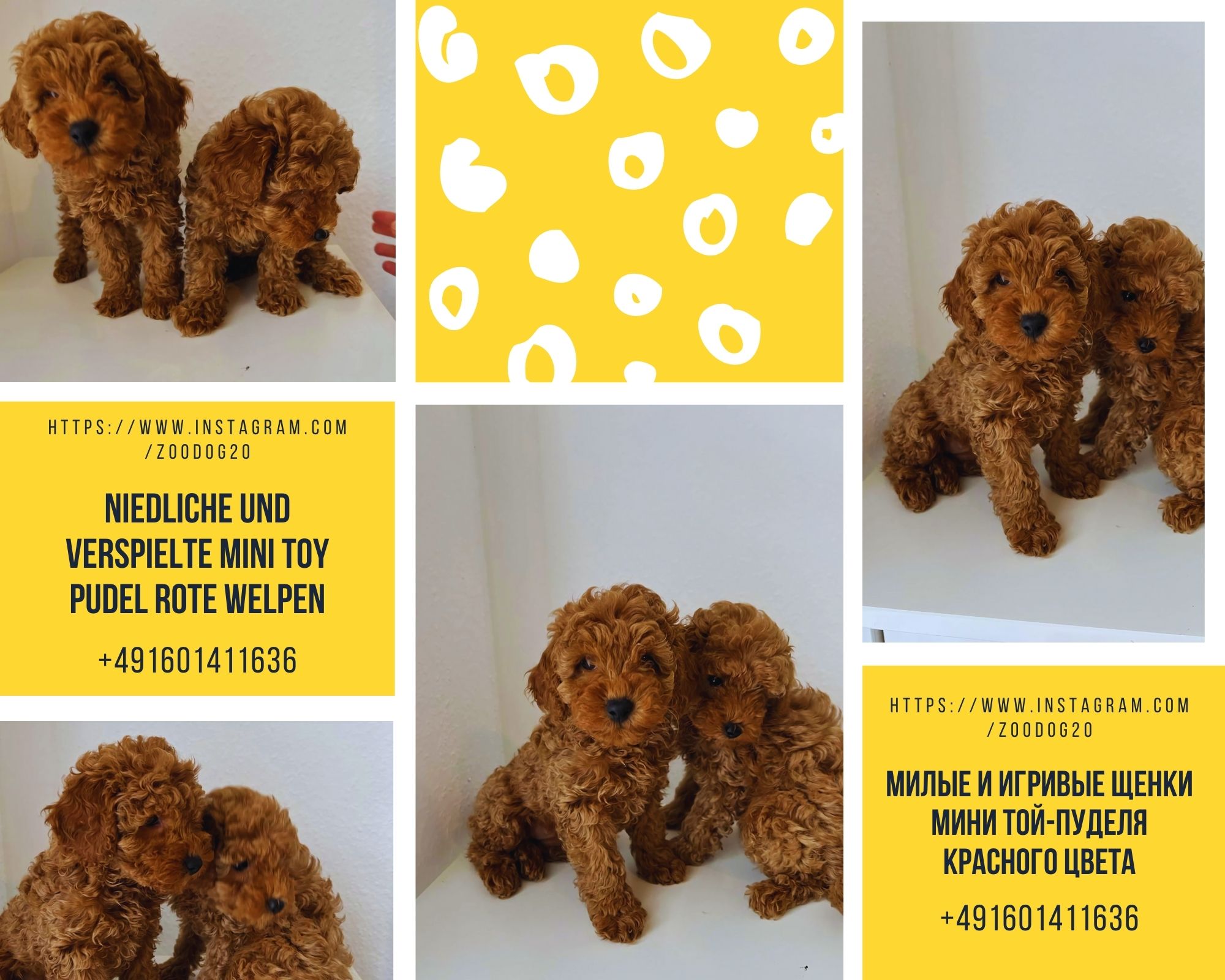 Милые и игривые щенки мини той-пуделя красного цвета