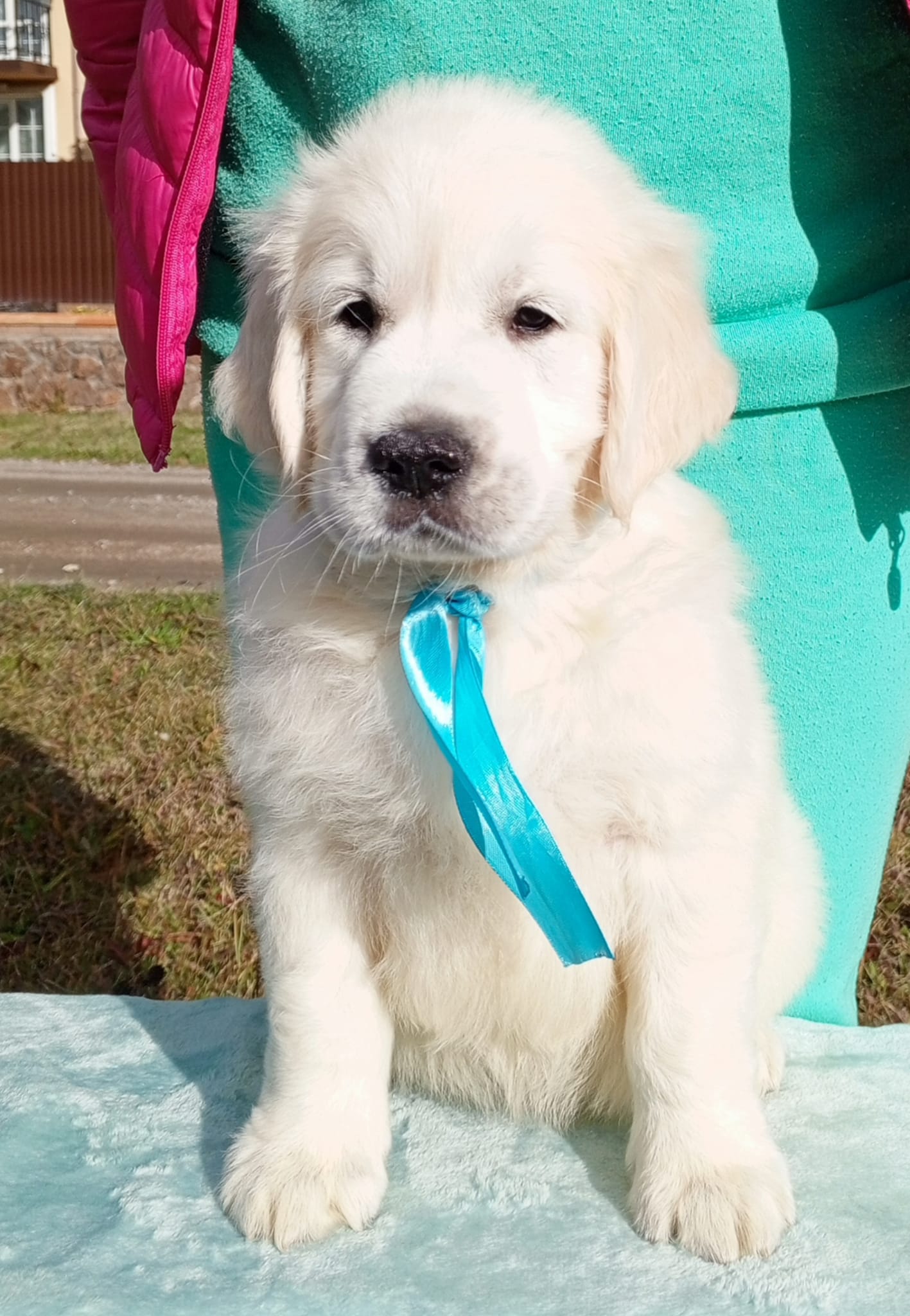 Щенки золотистого ретривера