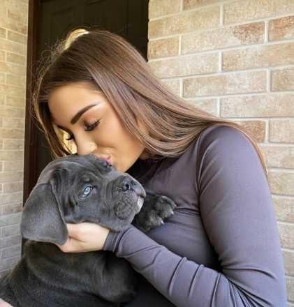 Шикарний голубий (сірий ) аліментний малюк Кане Корсо