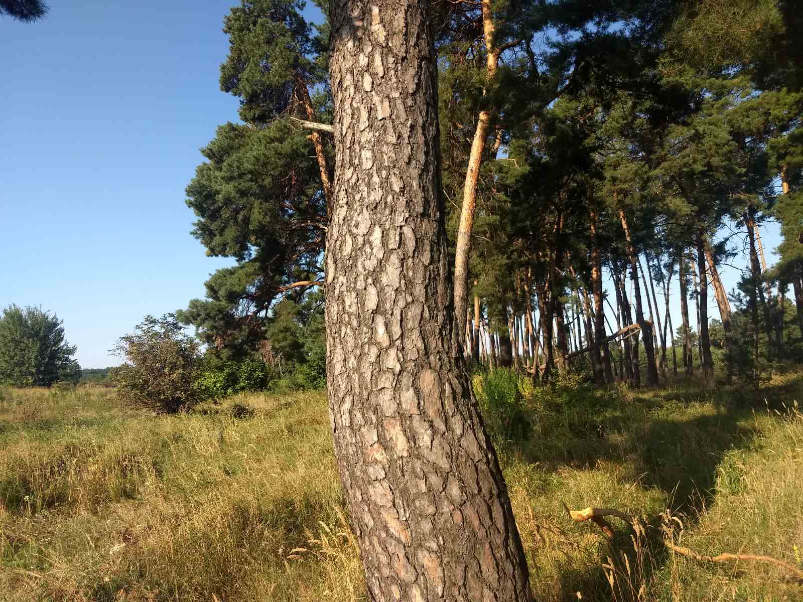 Земельный участок под строительство в с. Дерновка