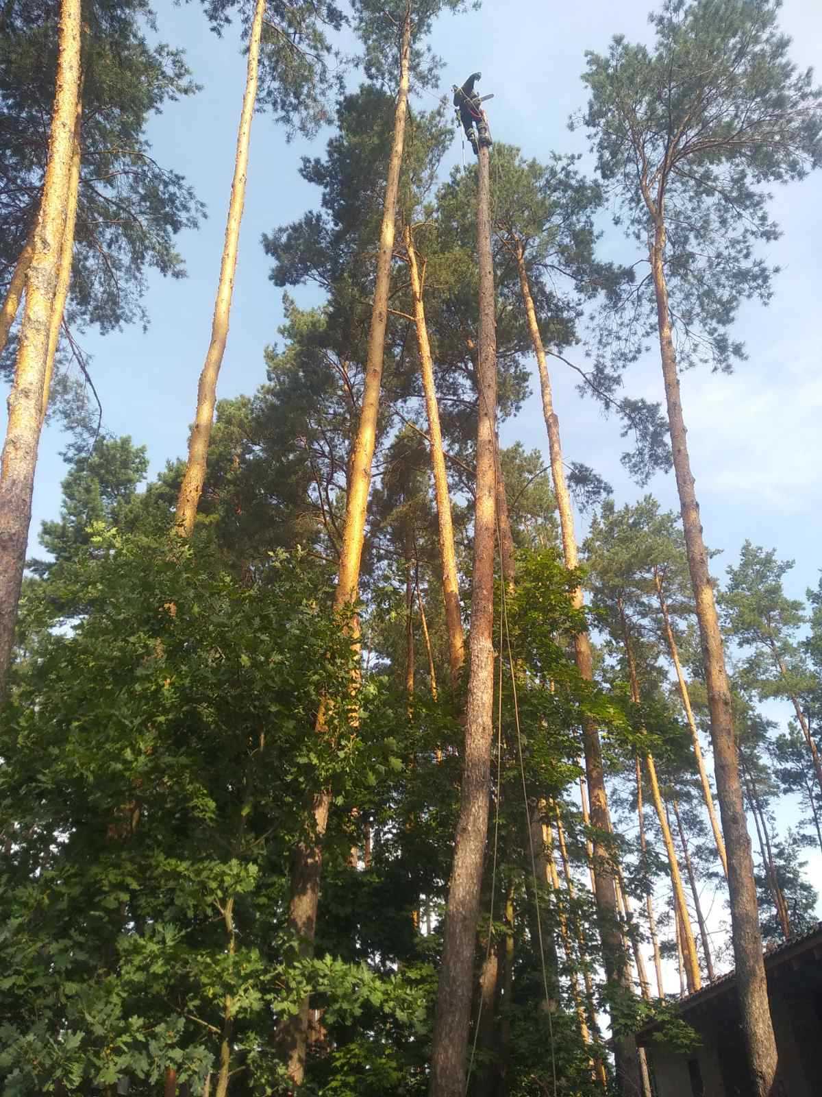 Спил дерев Київ.Розчищення ділянок.