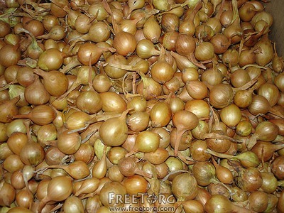 Лук севок (тыканка,арпажик,цибуля)