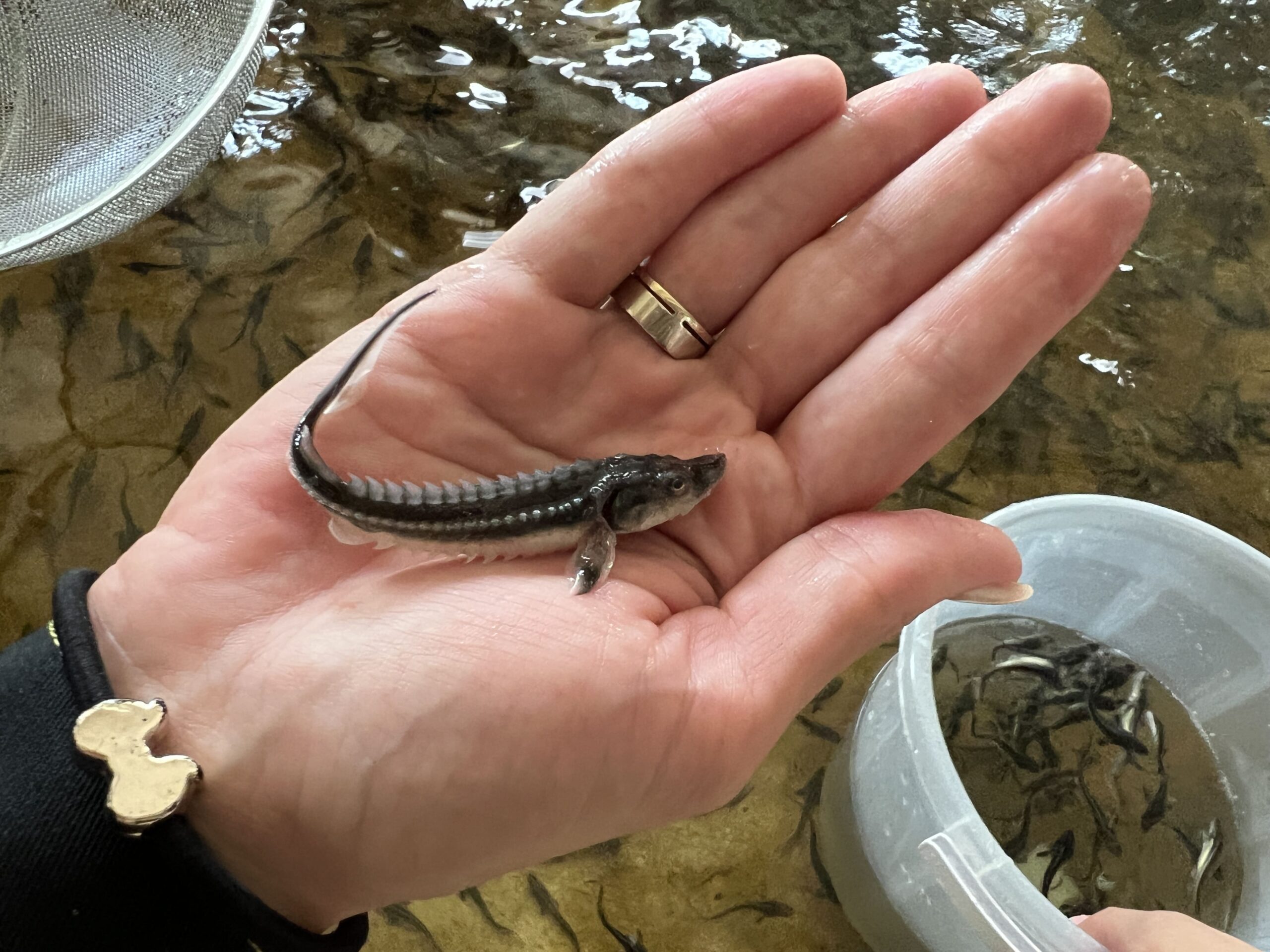 Малек русского осетра