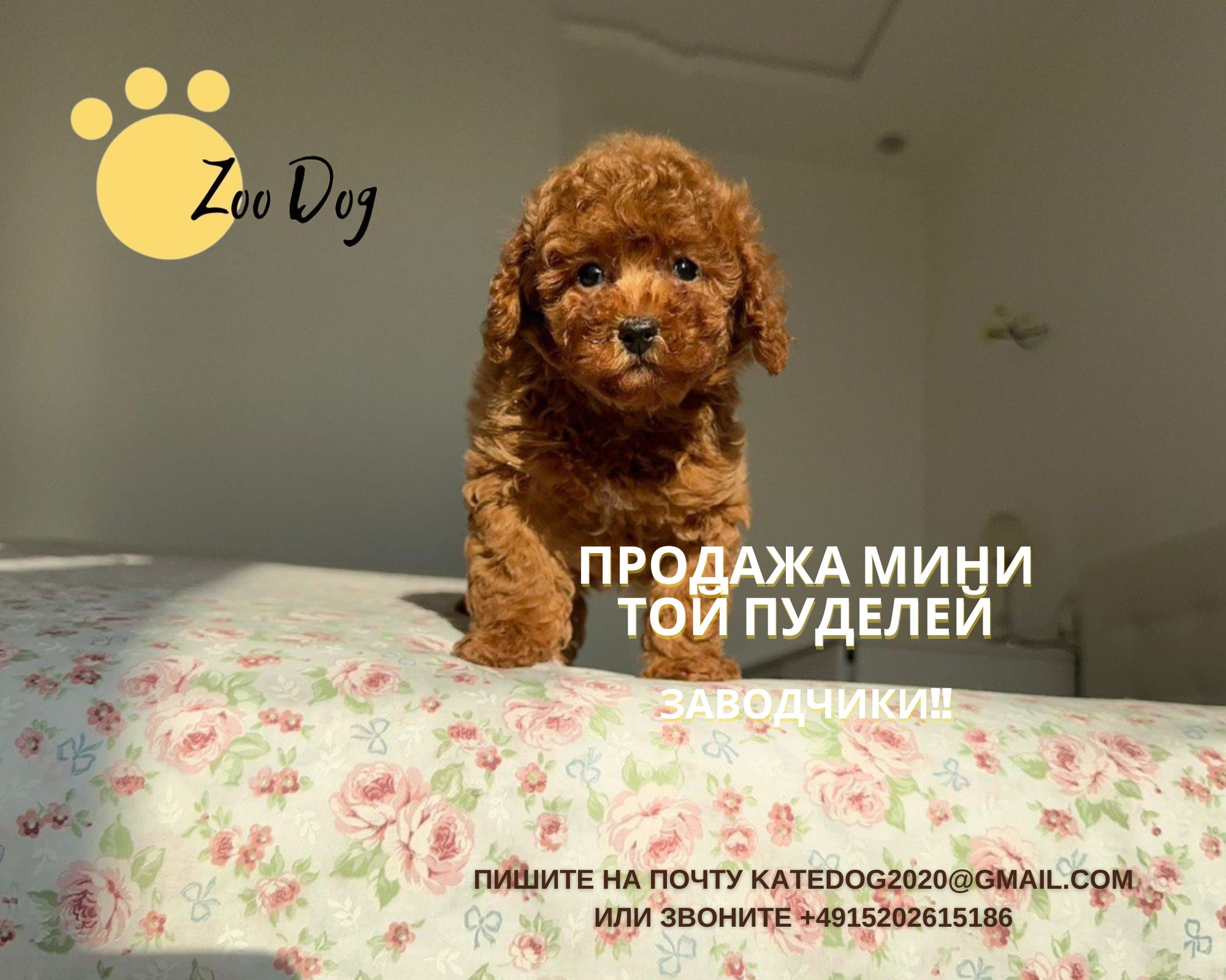 ТОЙ-мини пудели — 6 волшебных щенков! Без линьки, идеальны для аллергиков