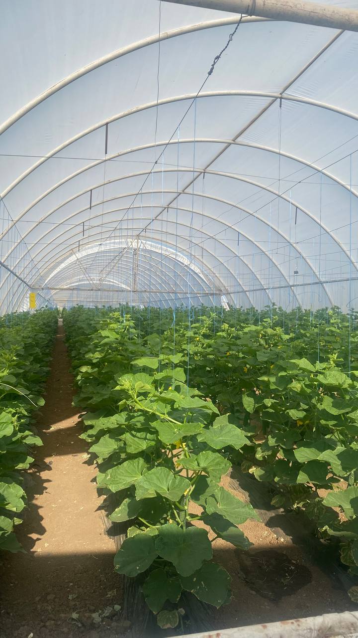 Теплична плівка Vatan Plastik 150 мкм – Турецька якість на 5 років