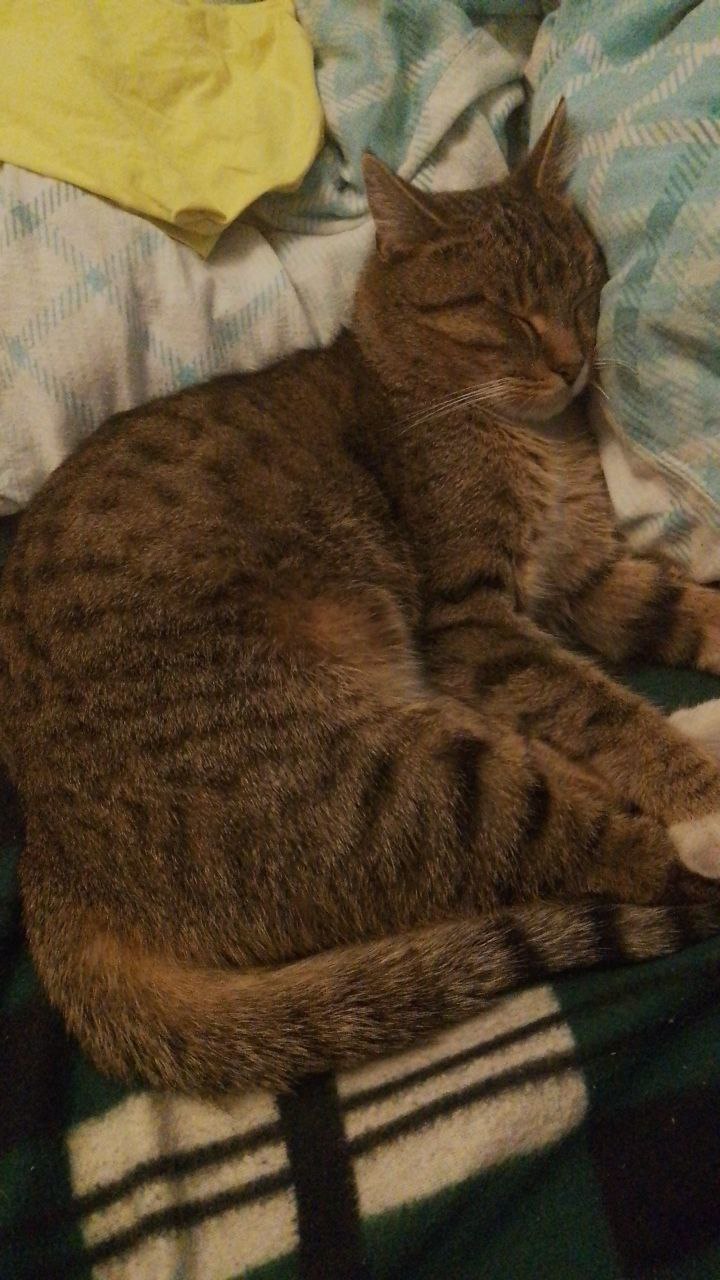 Віддам кота