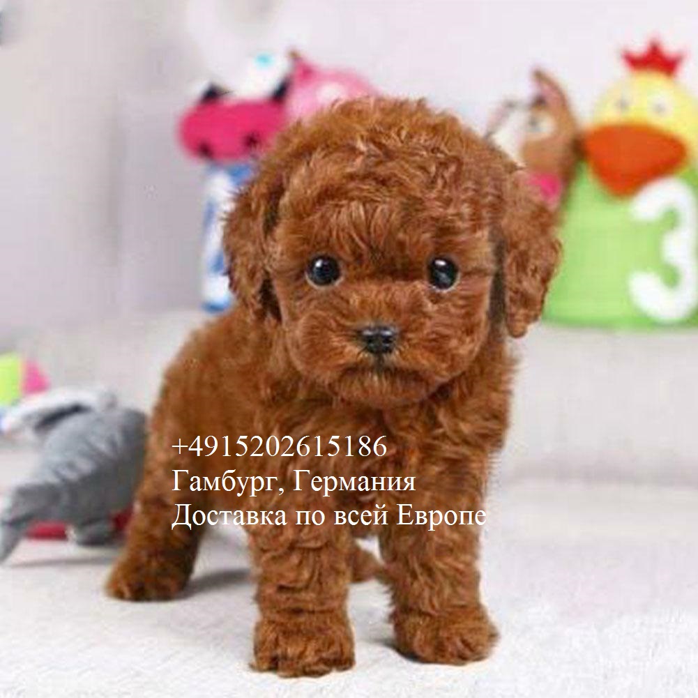 ТОЙ-мини пудели — 6 волшебных щенков! Без линьки, идеальны для аллергиков