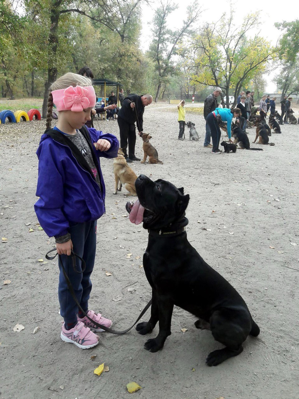 дресирування собак усіх порід на спеціально обладнаному майданчику