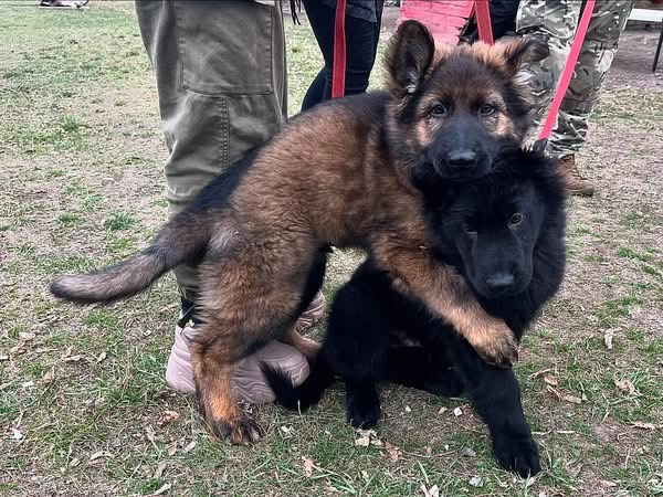 Продаються цуценята німецької вівчарки