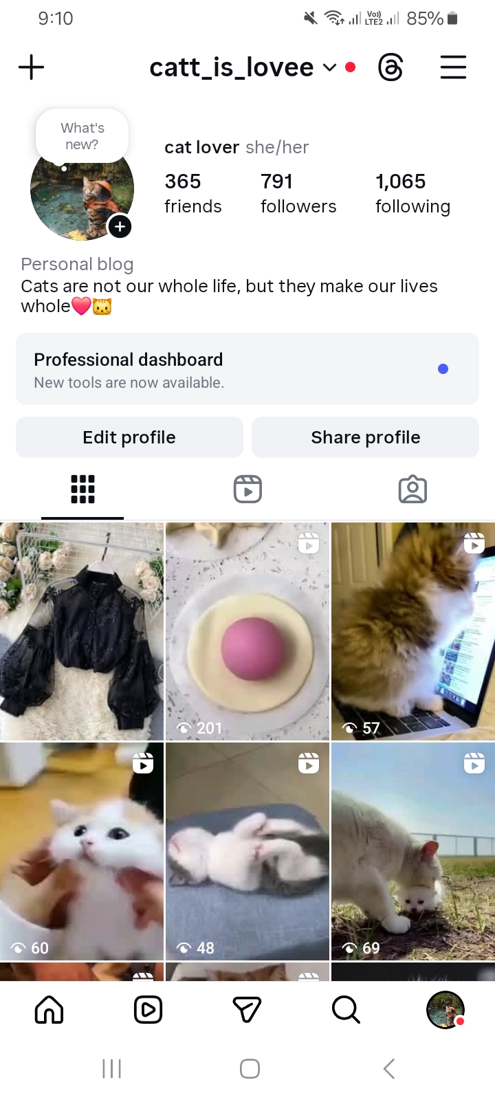 Инстаграм-аккаунт о кошках
