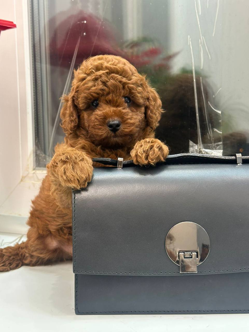 Абрикосовые той-пудели в Гамбурге с доставкой по Европе