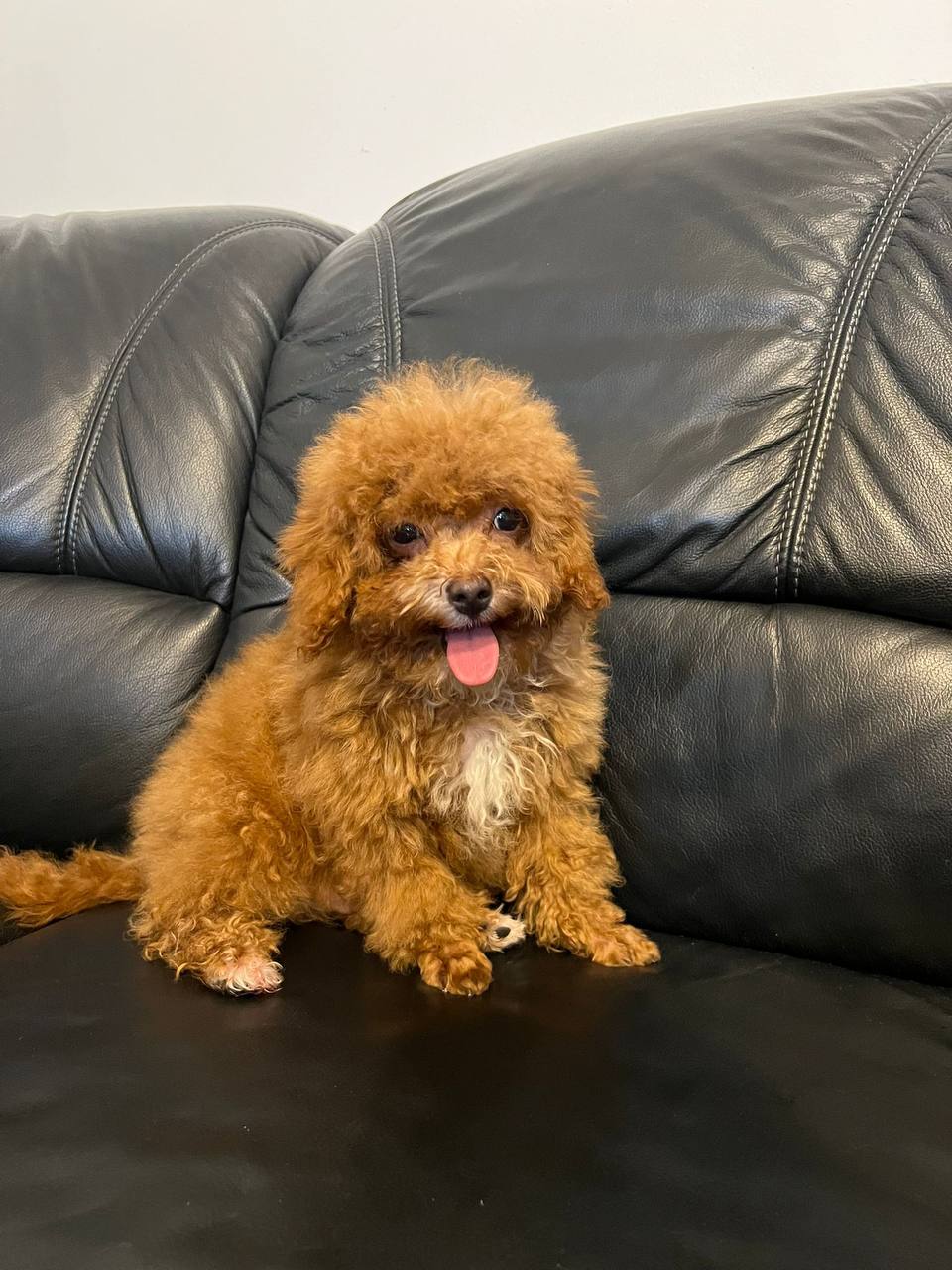 Мини мальтипу в Гамбурге с доставкой по Европе