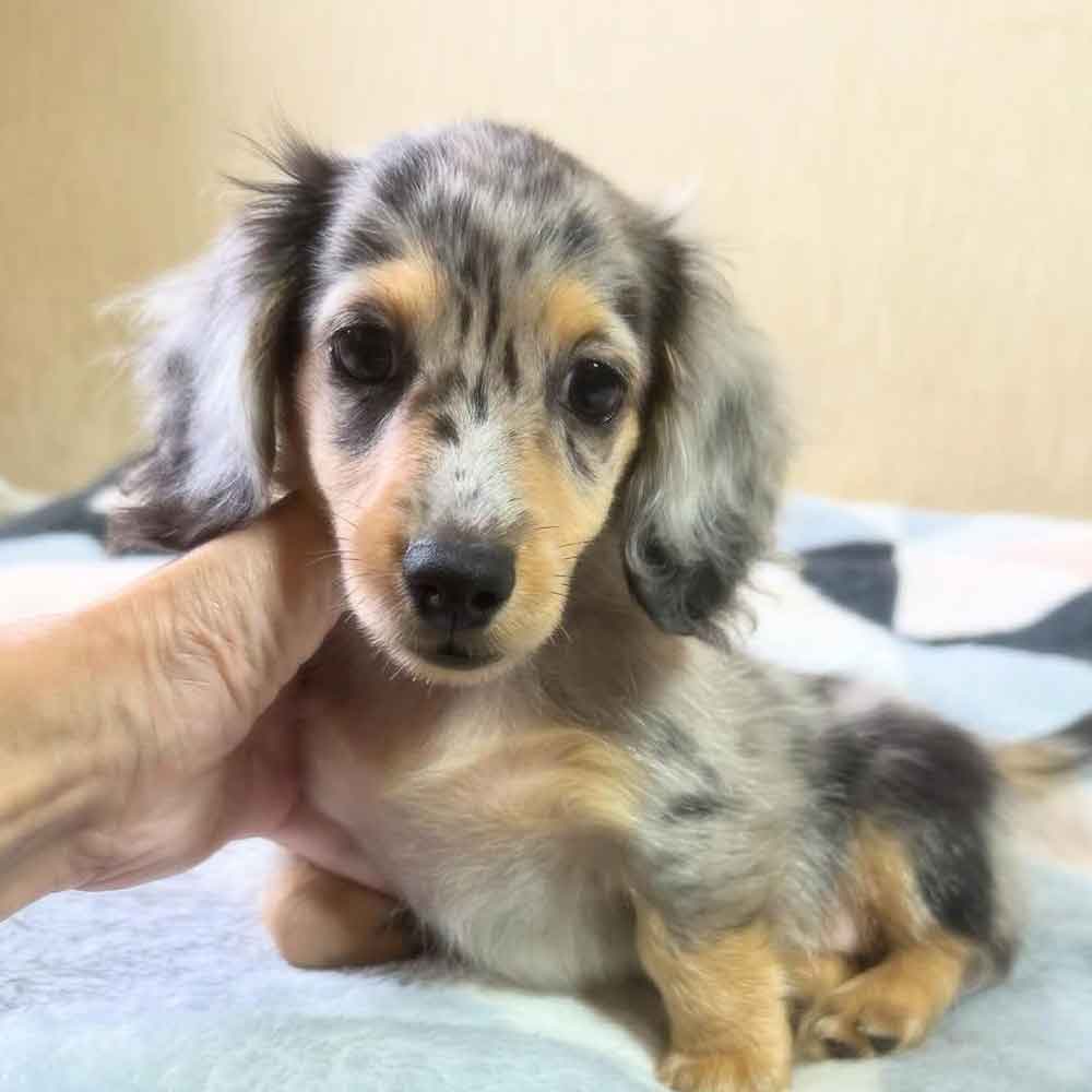 minidoxiespups@gmail.com