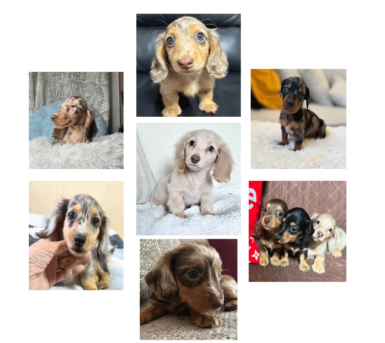 Mini Dachshund puppies