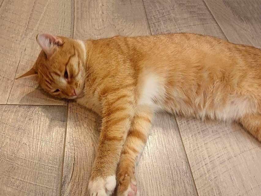 Отдам кота