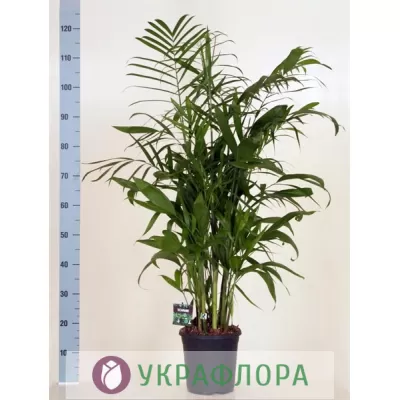 Пальма Хамедорея Seifrizii