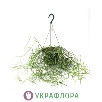Рипсалис подвесной микс