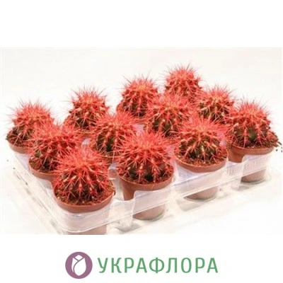 Кактус Echinogruson красный