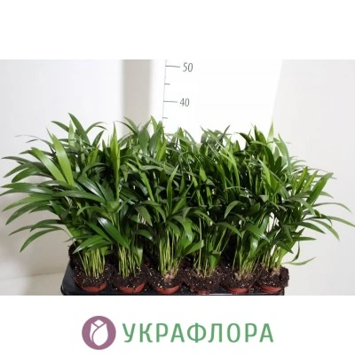 Пальма Арека