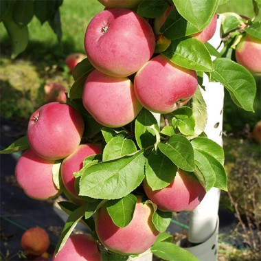 Карликовая яблоня Мелба (саженцы)