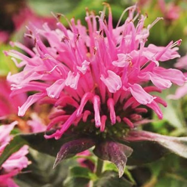 Монарда Balmy Pink (саженцы)