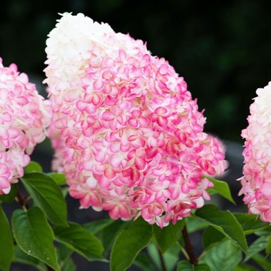 Гортензия Pink Rose (саженцы)