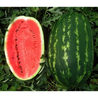 Арбуз Карнак F1 1000 семян ультраранний, Unigen Seeds
