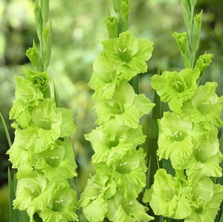 Гладиолус Evergreen крупноцветковый (10280), De Ree