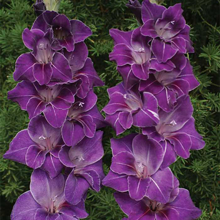 Гладиолус Violetta крупноцветковый (10288), De Ree