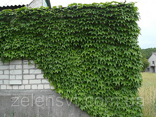 Плющ звичайний в Р9