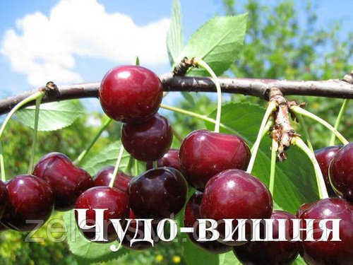 Саджанці вишні Чудо Вишня.Саженцы вишни Чудо Вишня