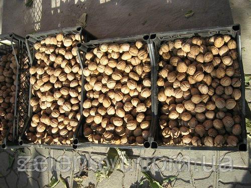 Саджанці грецького горіха Велетень(однорічні) Саженцы грецкого ореха Великан (однолетний)