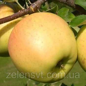 Саженцы яблони Сириус