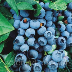Лохина високоросла Блюкроп Голубика высокорослая Блюкроп Vaccinium corymbosum Bluecrop
