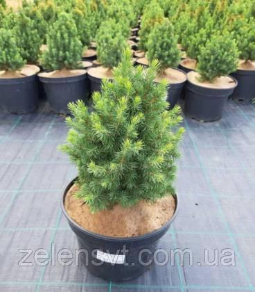 PICEA GLAUCA 'DAISY'S WHITE', ЯЛИНА КАНАДСЬКА 'ДЕЙЗІС ВАЙТ', 2л.